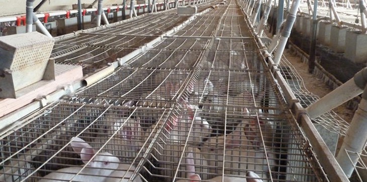 rabbit after rabbit in barren battery cages.jpg