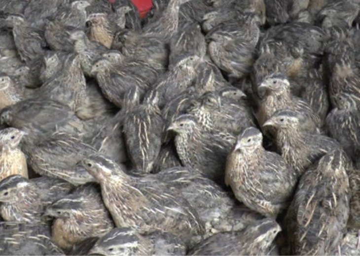 High density quail _ from CIWF investigation.jpg