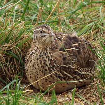 Quail