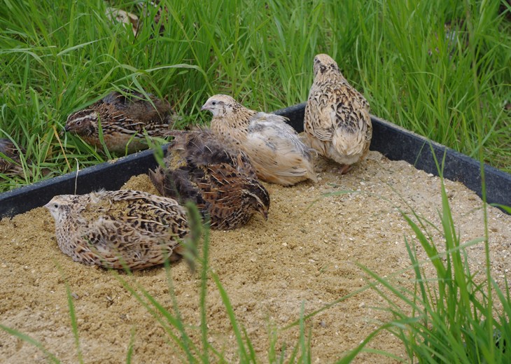 Quail dustbath.JPG