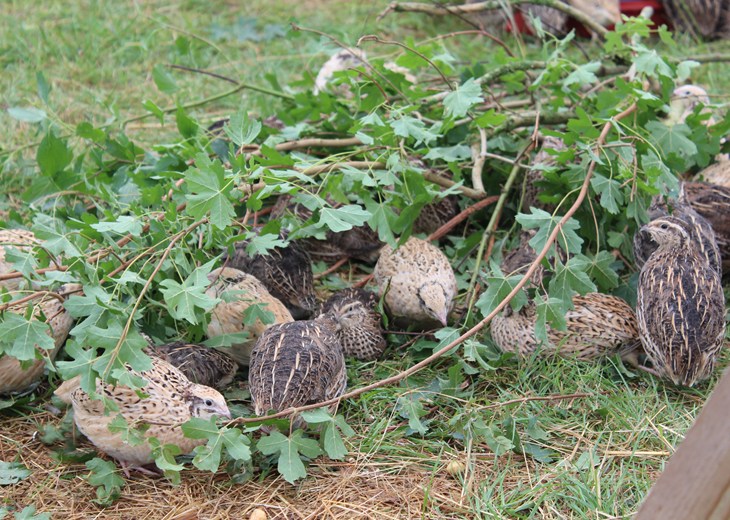 Quail enrichment branches.JPG