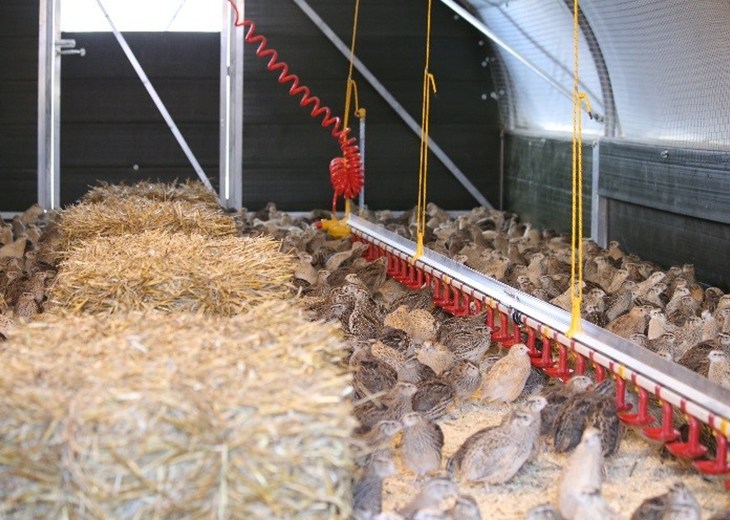 Higher welfare indoor quail farm.jpg