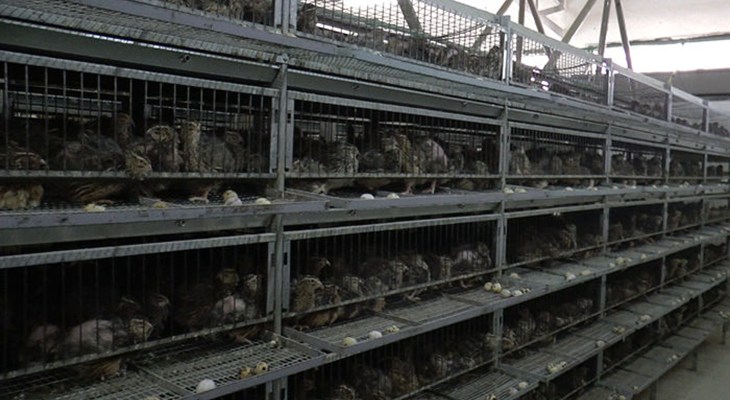 Caged quail farming.jpg