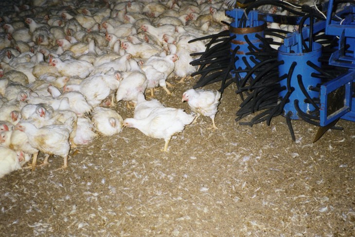 Catching Machine INTBA_harvester_Denmark_1997_cJanice Cox_054.jpg