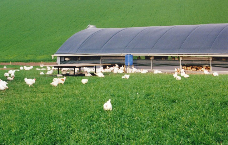 Organic broilers ranging, UK