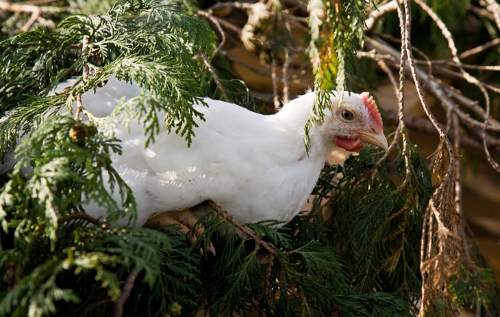 Free range broiler perching on branch