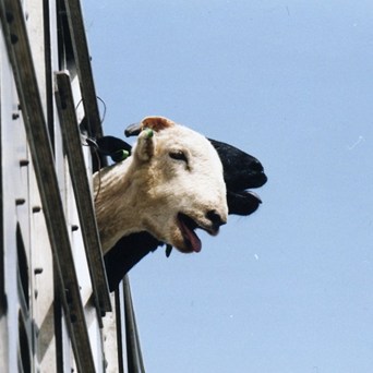 One million voices demand: #StopTheTrucks