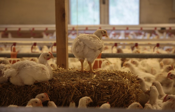 Broilers in HW barn with straw bales