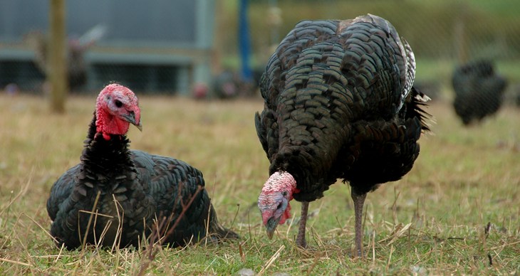 Free range turkeys sheepdrove