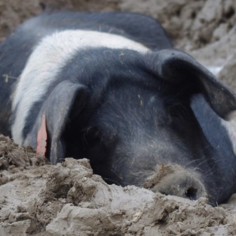 Sows wallowing