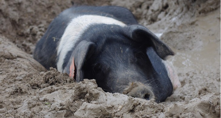 Pig wallowing in mud