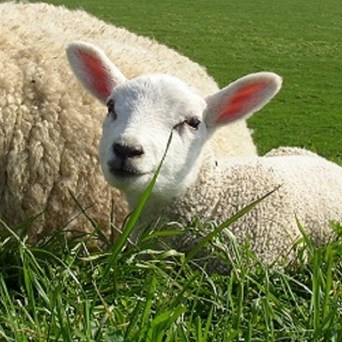 Brexit should not be at the cost of Britain’s animals