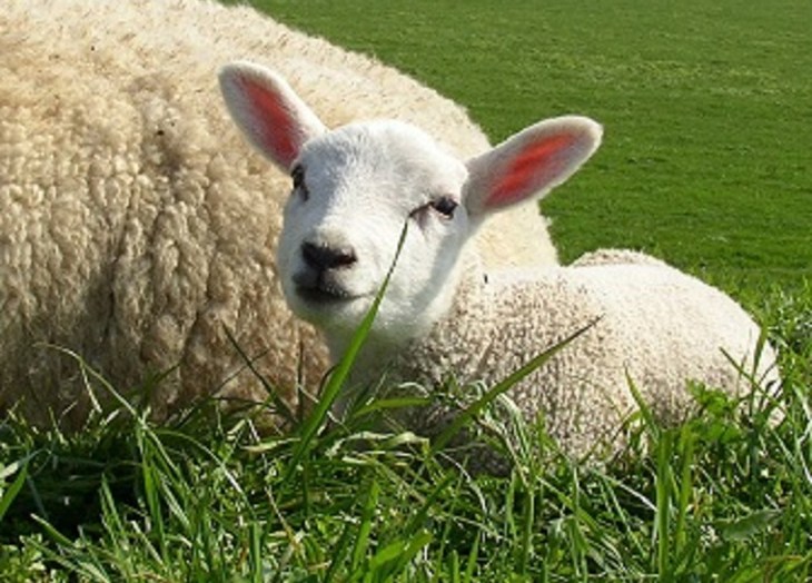 lamb - 700x524.jpg