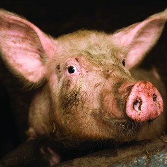 Film: Farm Animals and Us 2