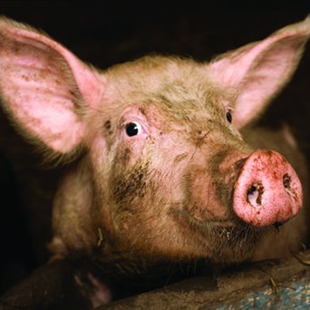 Government must not drop the Sentience Bill