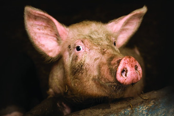 DD Ask - Factory Farming