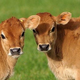 Could Brexit lower animal welfare standards?