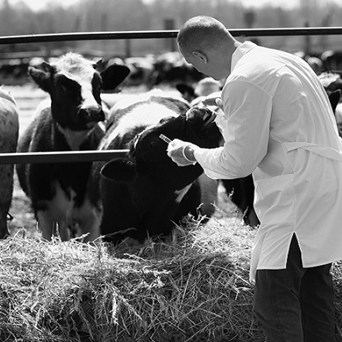 Vets say ‘NO’ to factory farming