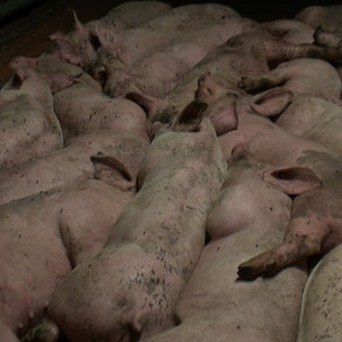 Precision livestock farming: could it drive the livestock sector in the wrong direction?