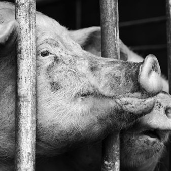 Film: Farm Animals and Us