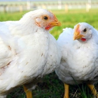 Knorr builds on higher welfare pledge