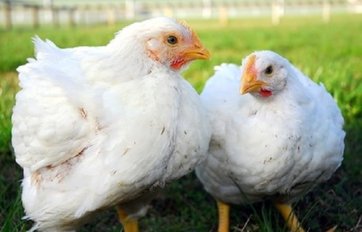 Knorr webnews- 700x468.jpg