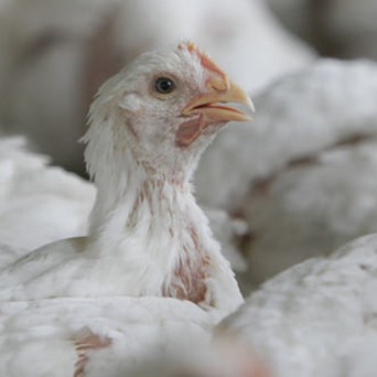 Shame on Sainsbury’s: Retail Giant Reneges on Chicken Commitment