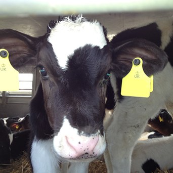 Gove commits to restrict live exports