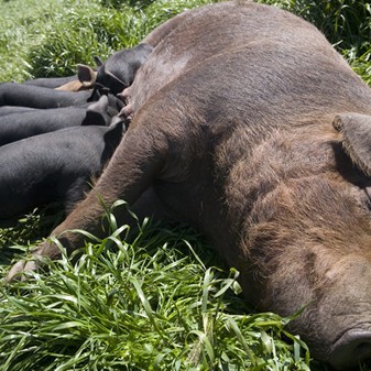 Mothering sow with piglets