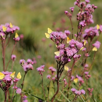 Compassion comments on the warning of ‘ecological Armageddon’