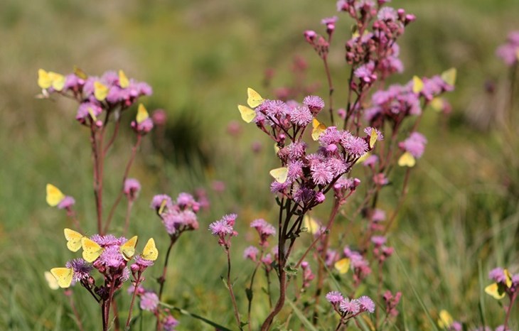 butterflies and flowers - 700x466.jpg