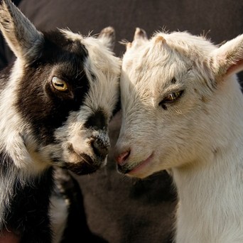 A victory for Britain’s animals