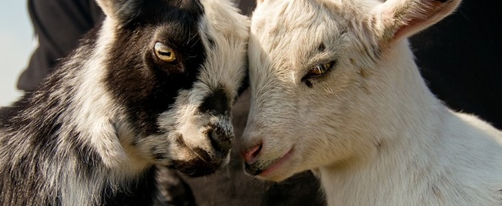 Two goat kids rubbing noses