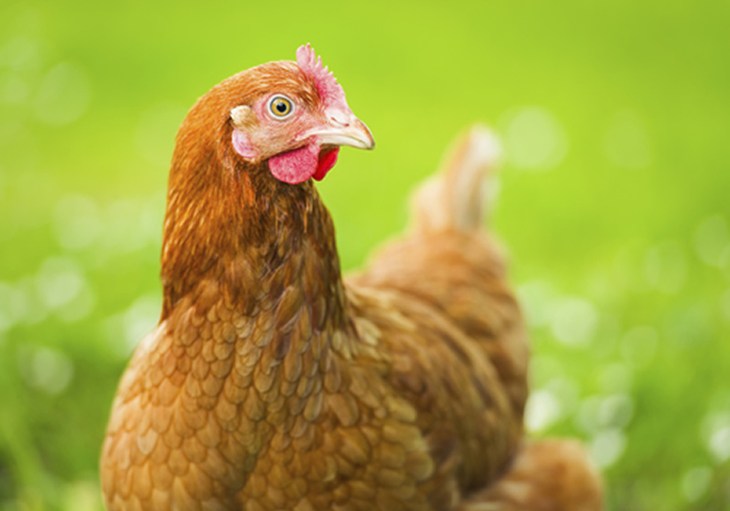 Free-range Hen.jpg (1)