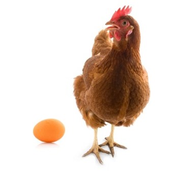 Carrefour strengthens its cage-free commitment