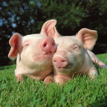 Opposition party joins battle to retain animal sentience in law