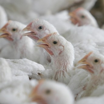 Amendment to Agriculture Bill falls short of expectations