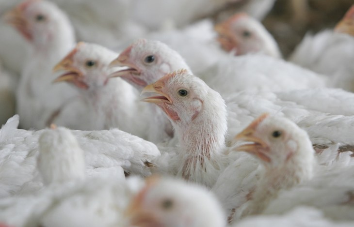broiler chickens packed tightly together