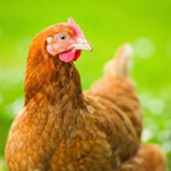 Nestlé sign up to the Better Chicken Commitment