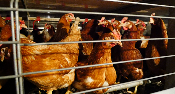 caged hen-700x393.png