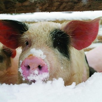 A recipe for a compassionate Christmas