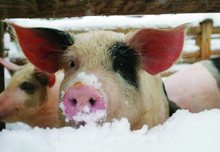 pig in snow- 700x506.jpg