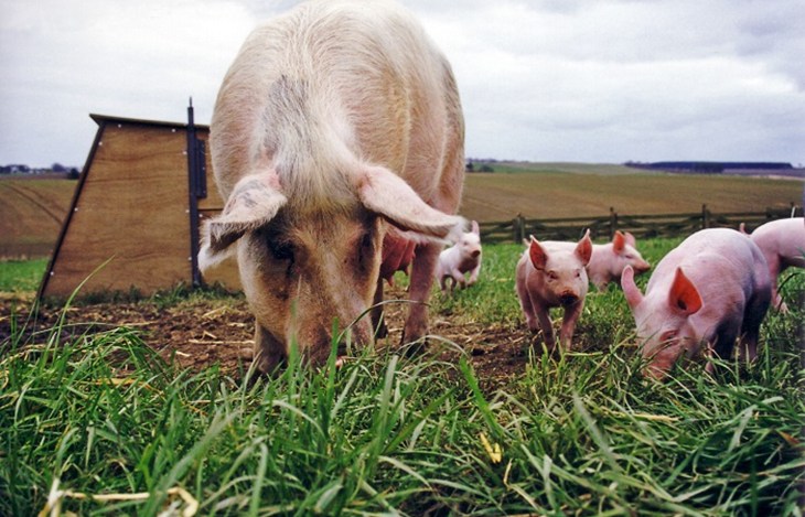Pig _smallPI _436_.jpg