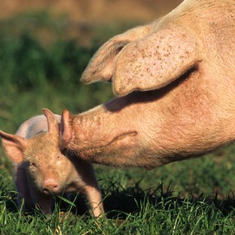 Teachers Notes: GAP Pigs
