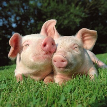 Oui! A wonderful ‘Pig Win’ for Compassion France