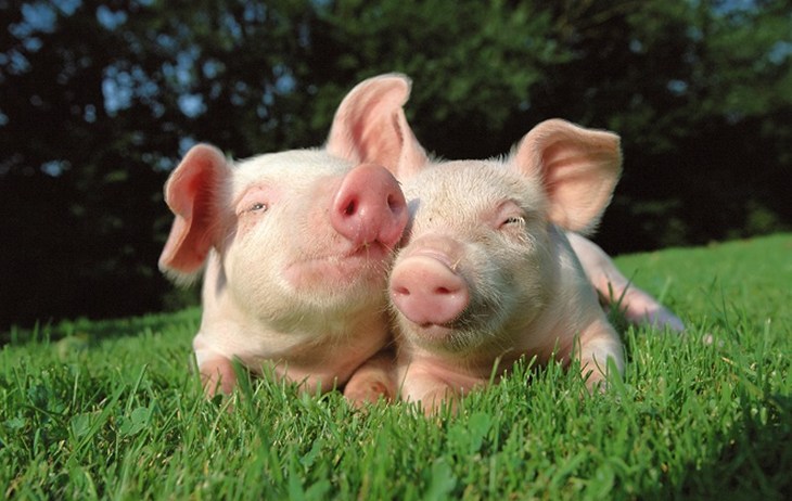 Pig win small_iStock_27110399_XXLARGE _1_.jpg (1)
