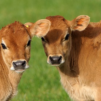 A meaningful plan for animal welfare