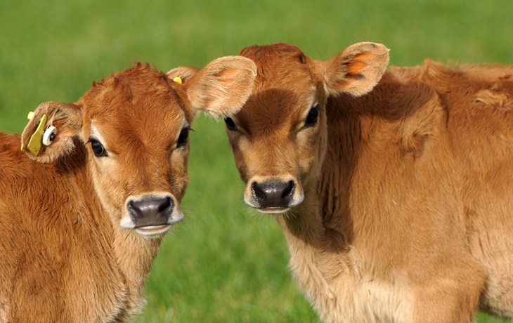 bigstock-Cute-Calves-66793648.jpg