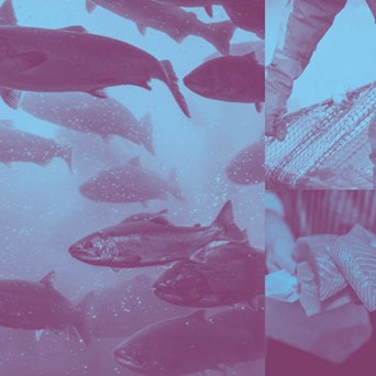 Corporates recognise farm animal welfare can pay off