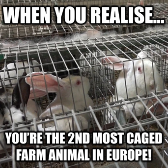 Compassion in World Farming Release Rabbits Across Social Media